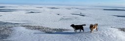 The picture shows the sea ice on the east side of Hopen Island, outside Svalbard, on March 28th, 2022. Two dogs, blue sky, , 