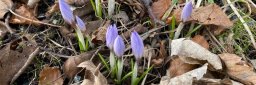 De første vårblomstene tittet fram i Trondheim i slutten av februar. 