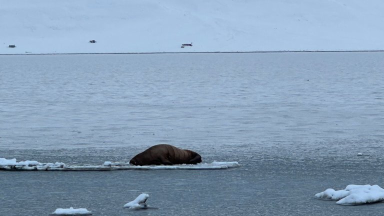Ute, Svalbard, sjø, litt is, to hvalrosser