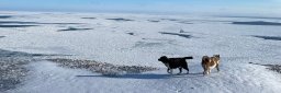 Bildet viser sjøisen på østsiden av Hopen-øya, utenfor Svalbard, 28. mars 2022. To hunder ser utover hav med noe is, blå himmel.