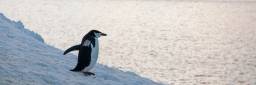 Ekspedisjon til Kopaitic Island for å studere pingviner. Dette var en del av et større prosjekt der målet er kartlegge bestanden av antarktiske marine ressurser, i hovedsak krill, og samspillet mellom marine ressurser og predatorene. Prosjektet ledes av Norsk Polarinstitutt.

Forskerne konsentrerte seg om å studere ringpingviner, bøylepingviner og adéliepingviner. Under feltarbeidet ble fugler fra alle disse tre artene tagget med små GPS-sendere med den hensikt å få kjennskap til hvor i havet pingvinene finner mat og hvor stor påvirkningsgrad en eventuell konkurranse mellom dyr og mennesker kan ha for det samme matfatet. Krill er viktig næring for pingviner, samtidig som det drives kommersiell fiske på arten. 