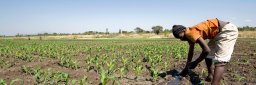 Resultatrapport 2009 Malawi
I Chinamwali pumpes vannet opp fra Mikoko elven.
Elliot Lailo fordeler vannet jevnt utover maisåkeren.