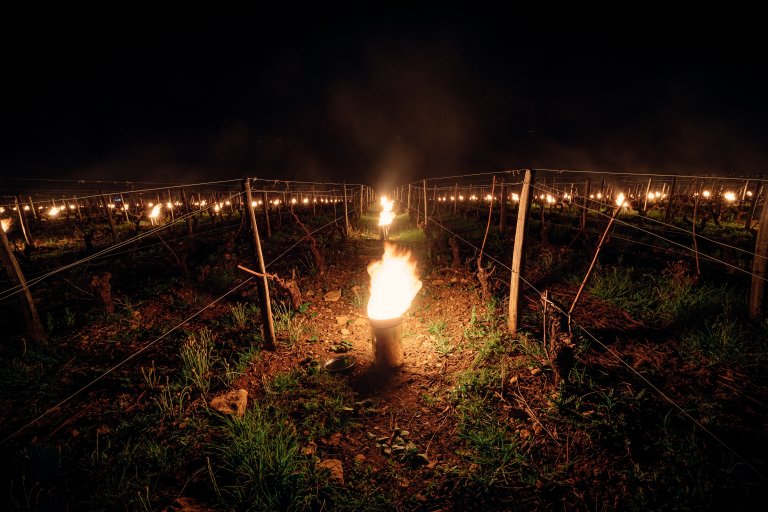 Flere små bål lyser opp mellom vinrankene i mørke natten.