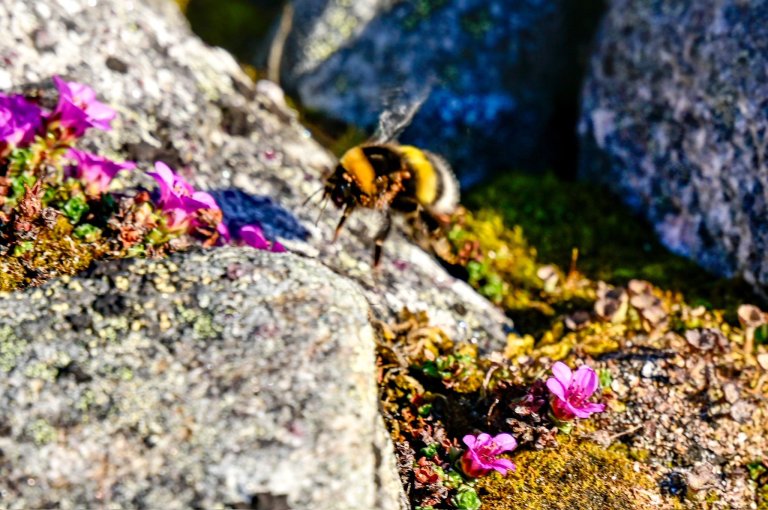 En humle bader i sol og flyr over grått berg og en liten tue med rødsildra-blomster.