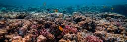 Undervannsbilder av turkis hav og fargerike fisker og koraller
